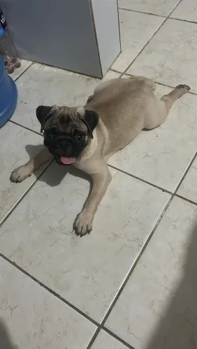 Pug puro filhote 