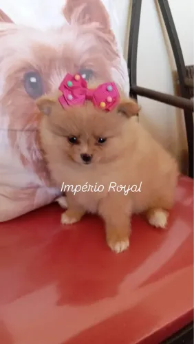 Spitz Fêmea Linda Ananzinha com pedigree cbkc