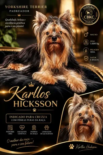 Belissimo exemplar de yorkshire terrier para Acasalamento.Leia!
