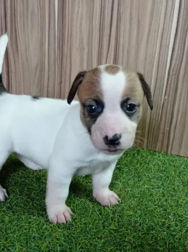 Jack Russel terrier com Pedigree 
