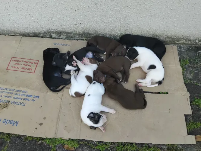 Filhotes de cachorros para adoção,  com 30 dias.