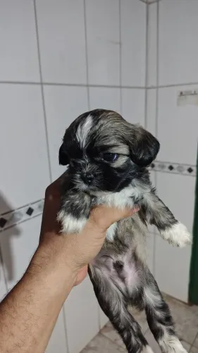 Shitzu