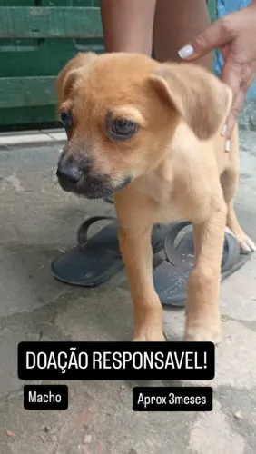 Doação de dois filhotes lindos!!