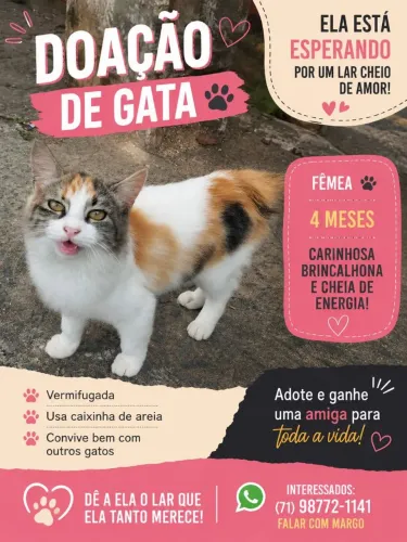 Gatinha para adoção responsável 