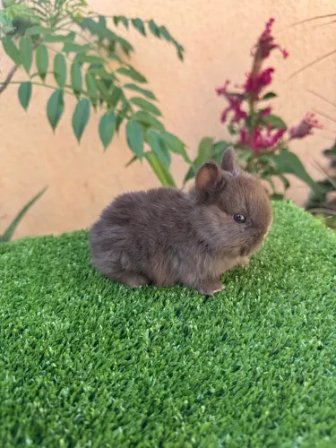Netherland dwarf