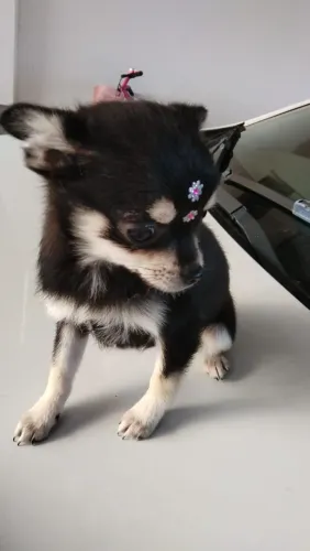 Vendo Chiuaua pelo longo por .2800 avista tenho macho e fêmea