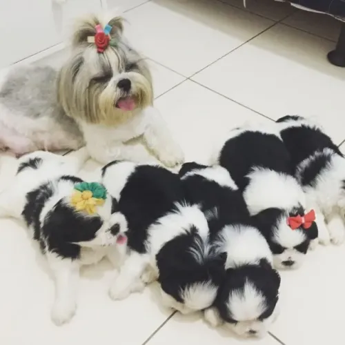 Poodle com shitzu 369 com caminha de brinde