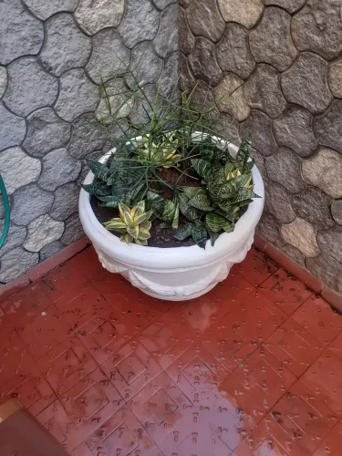 Vaso