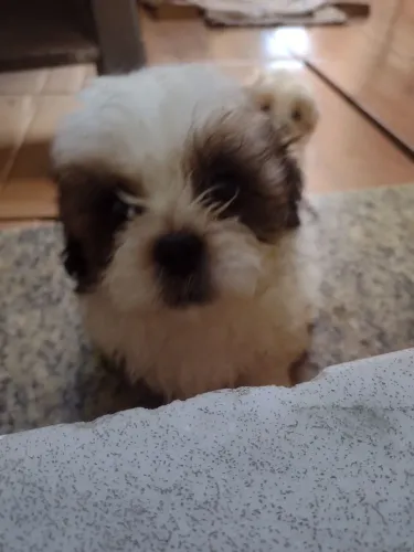 Vendo Shitzu restam apenas 3 machos