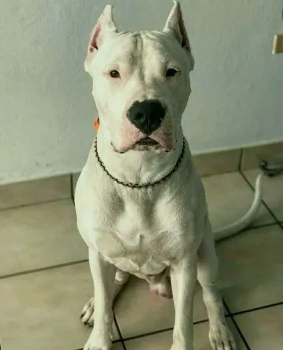 Vendo Dogo Argentino