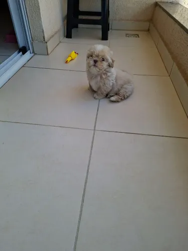 Cachorro