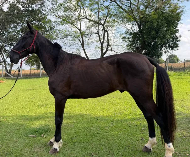 American Trotter