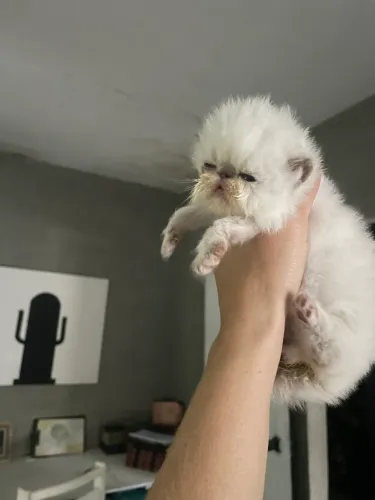 Gato persa