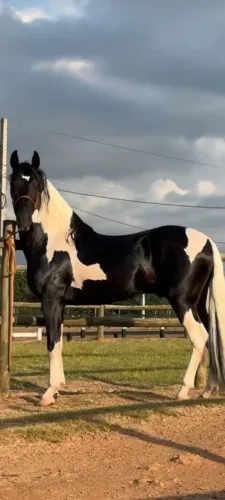 Cavalo Mangalarga, Pampa de Preto,