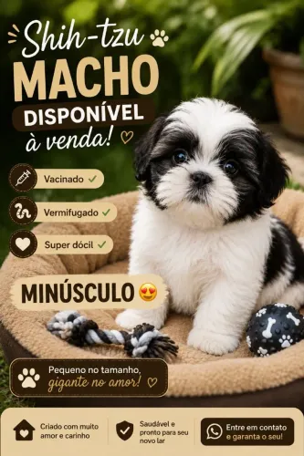Filhote macho micro pedigree