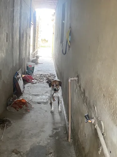 Adoção