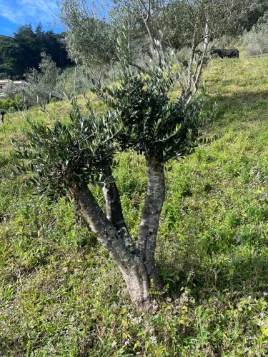 Mudas de oliveiras 