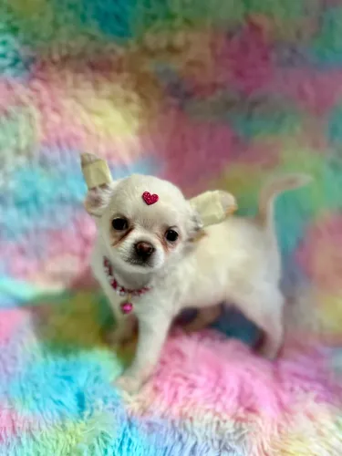 Chihuahua fêmea pelo longo