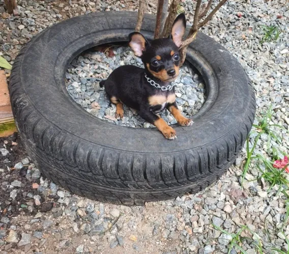 Pinscher machinho zerinho