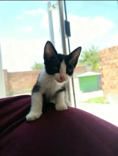 Doação de gatinhos