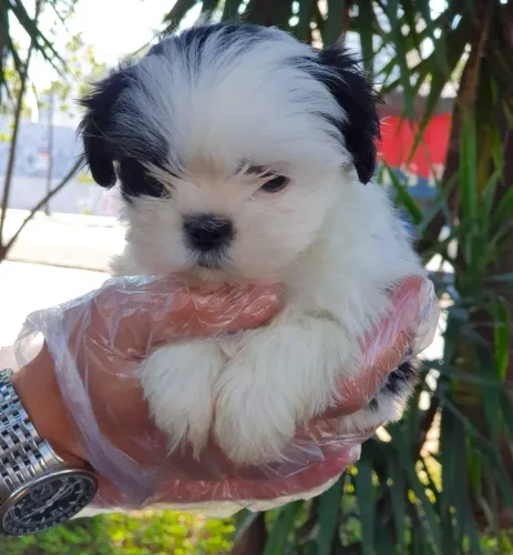 Shihtzu lindos bebes, 54 dias 
