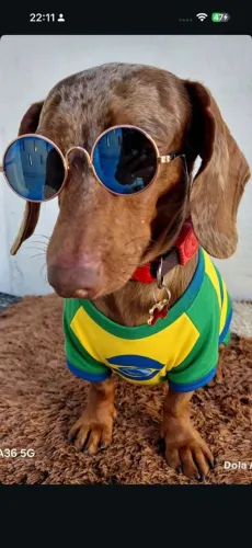 Dachshund salsichinha disponível para conbertura 
