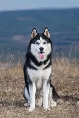 Husky Siberiano adulto