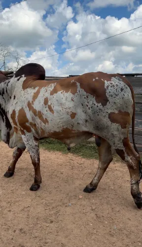 Touro Nelore Pintado vermelho 