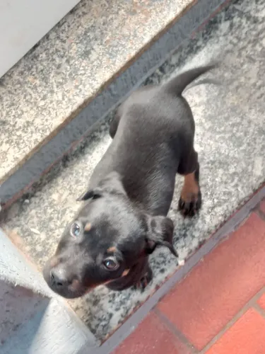 Cachorrinha para adoção