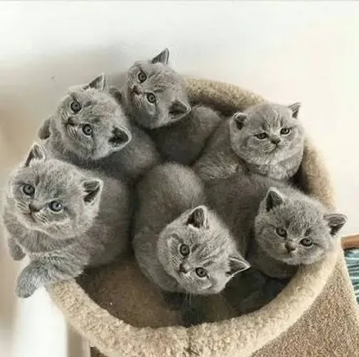 British shorthair filhotes - conferir machos e femeas