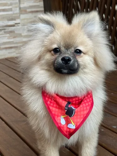 Spitz Alemão (Lulu da Pomerânia) padrão urso