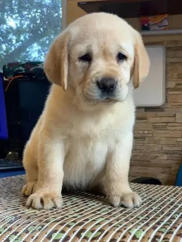 Labrador filhotes