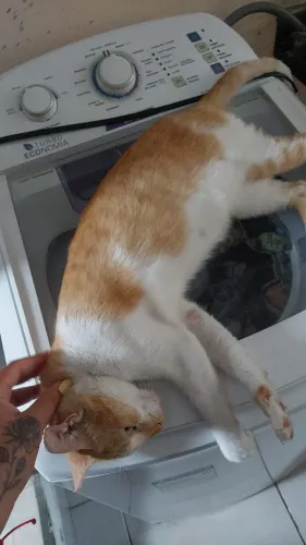 Adoção Responsável Gata fêmea laranja 