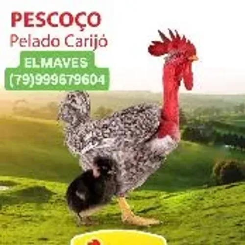 Caipiras pescoço pedrês. Pintinhos de um dia.