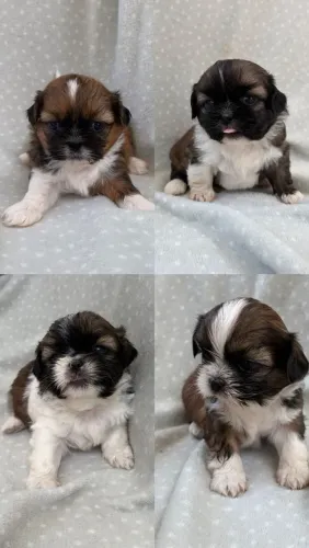 ShihTzu Macho disponível 