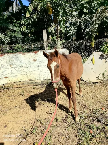 Potro