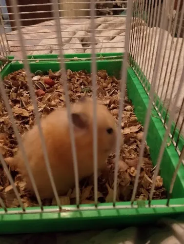 Vendo um hamster fêmea