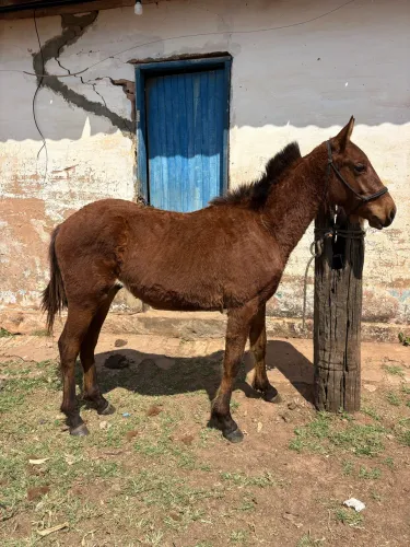 POTRO 1 ano, Macho Castanho aceito proposta !!!