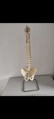 Material utilizado na sessão de fisioterapia para orientar o paciente.
