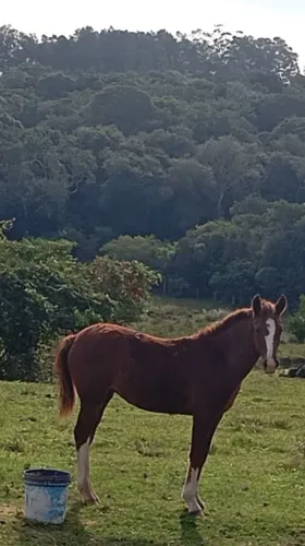 Potra linda a venda