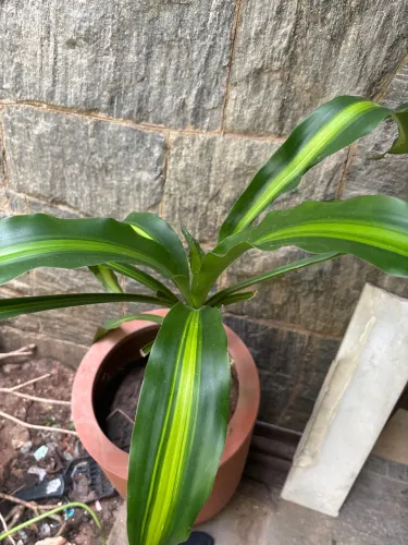 Dracena