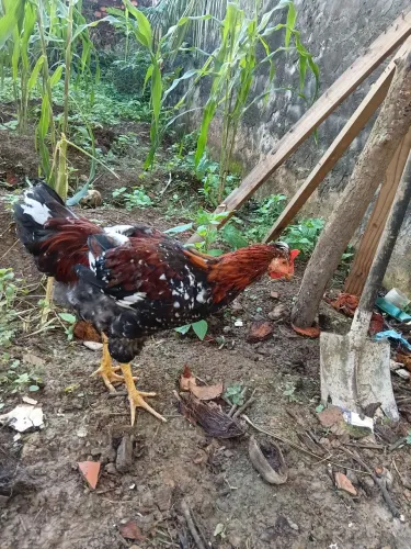 Ovos  fértil  6 Ovos  fértil  gsb, por  150 reais 