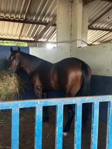 Cavalo quarto de milha P. O