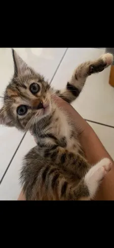 Gatinhos filhotes para adoção