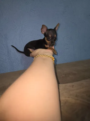 Pinscher mini fêmea e macho 
