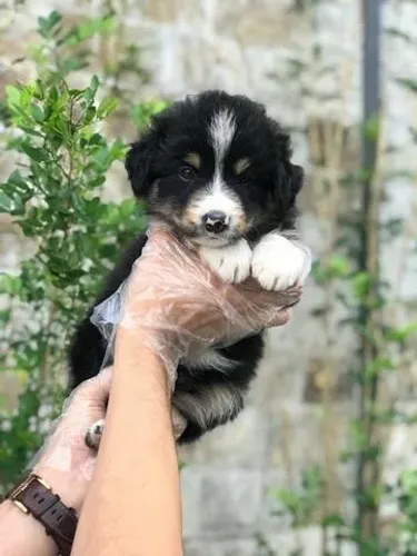 Border Collie com garantia de saúde ? leve agora e parcele em até 12x sem juros