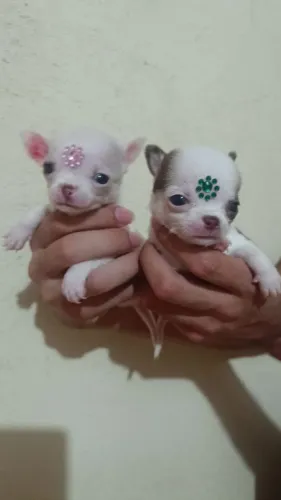 Chihuahuas