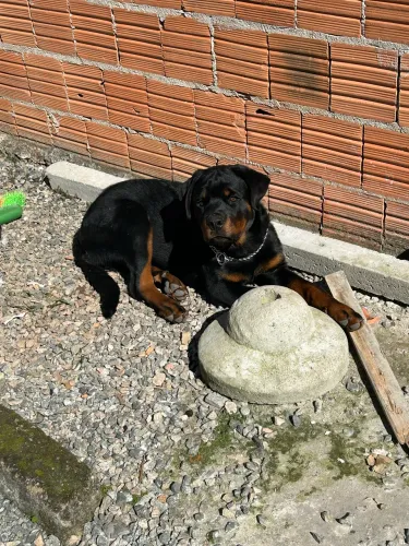 Rotweiller alto padrão - Filhote
