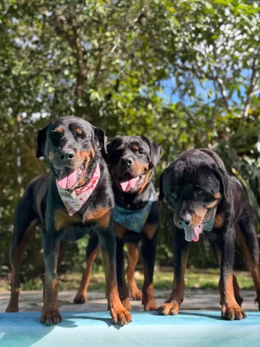 Doação de cachorro