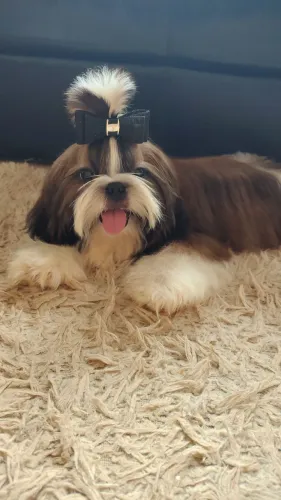 Belíssimo shih tzu